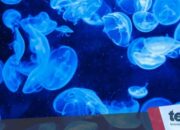 Comb Jelly Atlantik: Makhluk laut kemampuan regenerasi